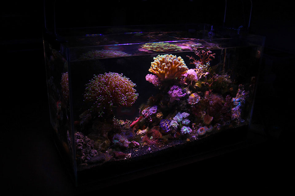 photo of a saltwater aquarium filled of colorful corals