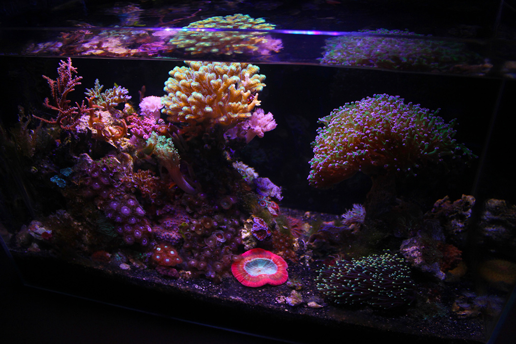photo of a saltwater aquarium filled of colorful corals