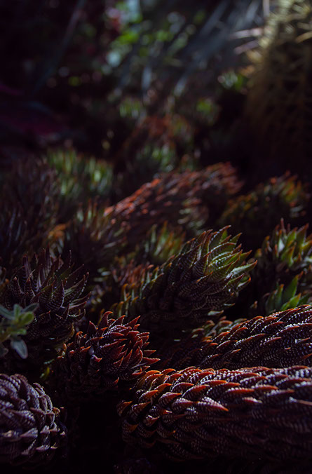 photo of a bunch of alien-looking succulent plants