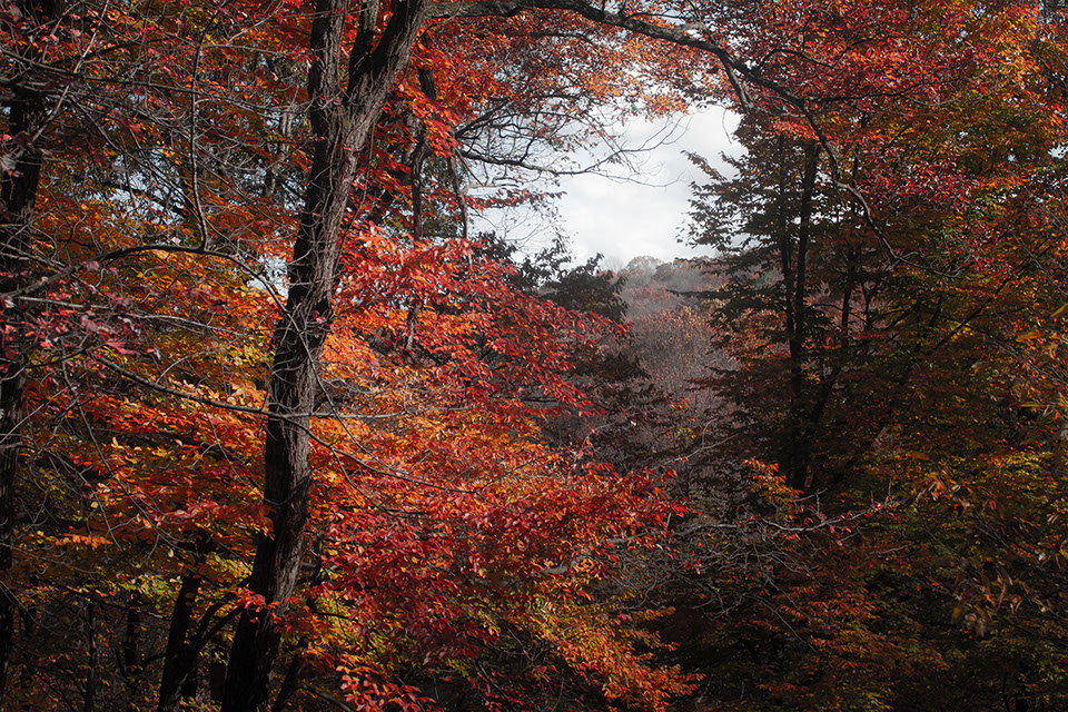 photo of autumn trees with red and orange colors