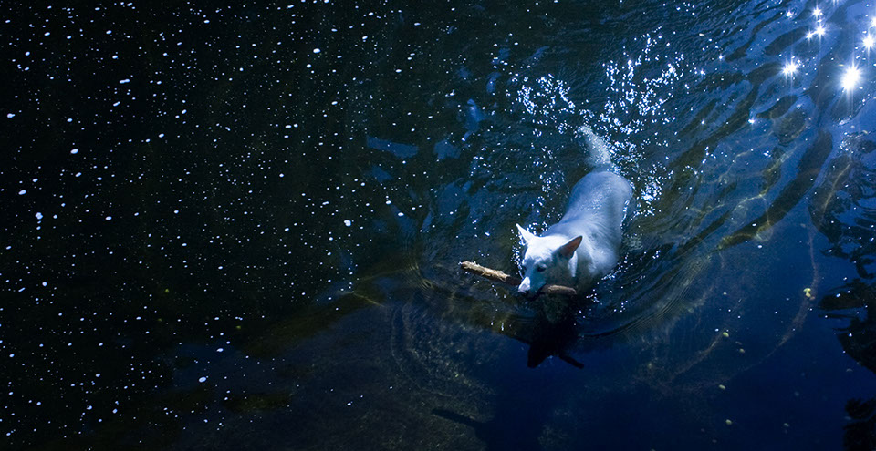 photo of a dog swimming in water with a stick in his mouth