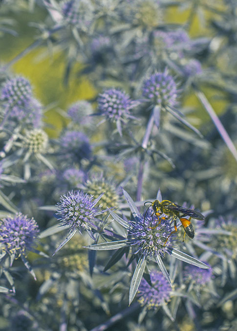 photo of sea holly flowers. a wasp sits on one of them in the bottom right