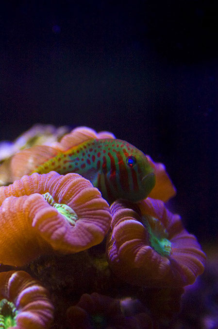 photo of a goby fish resting in coral