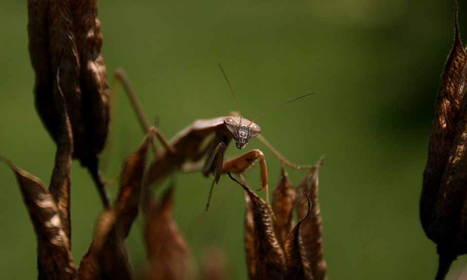 photo of a brown praying mantis on a brown plant. the mantis is facing towards the camera.