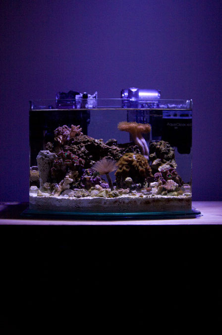 photo of a small saltwater aquarium