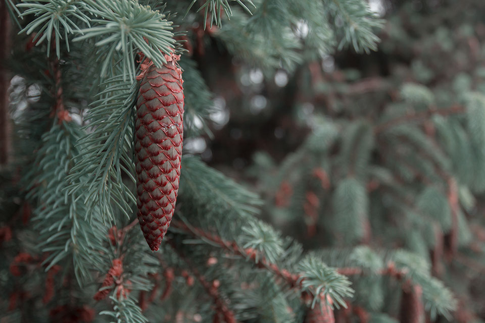 photo of a pinecone and branches