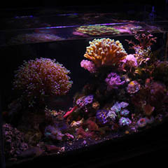 thumbnail of a photo of a saltwater aquarium