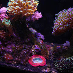 thumbnail of a photo of a saltwater aquarium