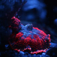 thumbnail of coral