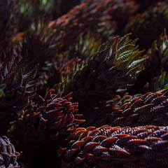 thumbnail of bunch or alien-looking plants