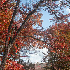 thumbnail of an autumn scene