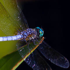 thumbnail of a dragonfly