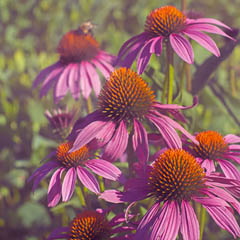 thumbnail of pink flowers