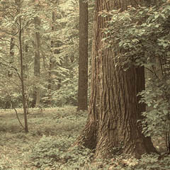 thumbnail of a forest photo