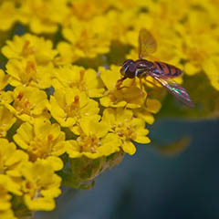 thumbnail of a hoverfly on a flower
