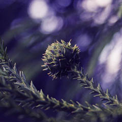 thumbnail of a Japanese Cedar cone