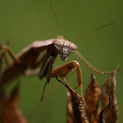 thumbnail of a praying mantis