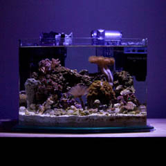 thumbnail of a photo of a small saltwater aquarium