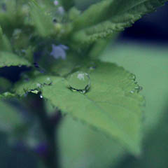 thumbnail of a plant