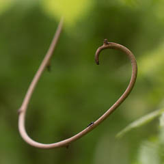 thumbnail of a curled vine