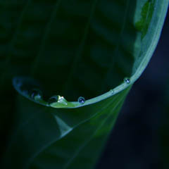 thumbnail of a leaf with water on it